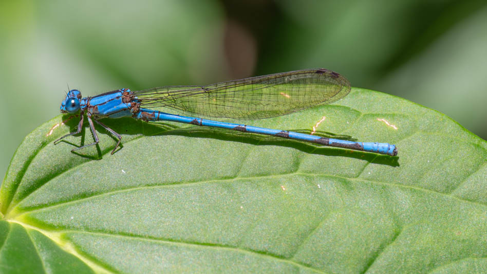 Argia anceps (Cerulean Dancer) male-2.jpg